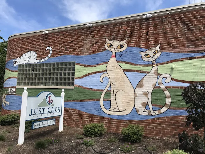 Just Cats Hospital Picture 4