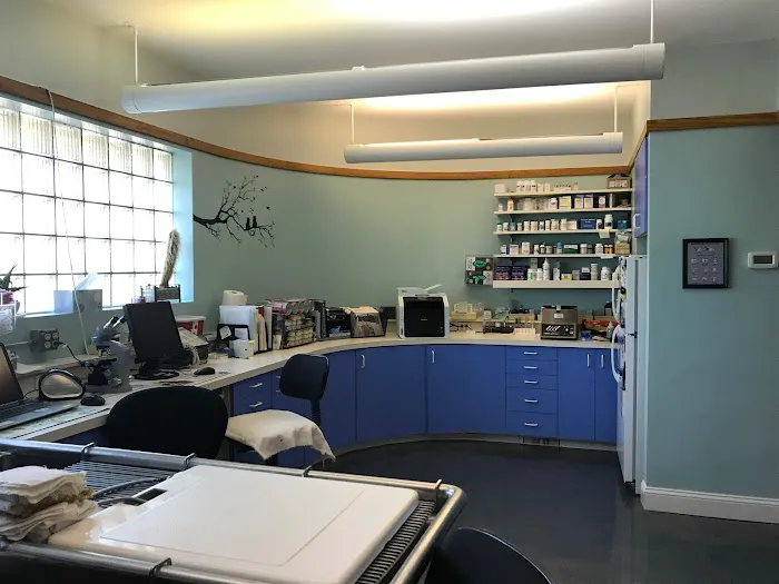 Just Cats Hospital Picture 1
