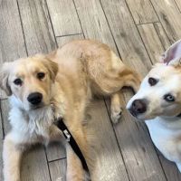Banfield Pet Hospital ico
