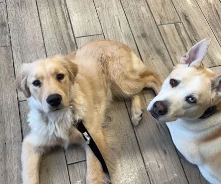 Banfield Pet Hospital