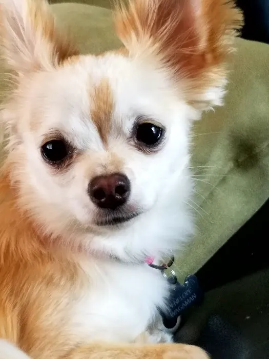 Banfield Pet Hospital Picture 8