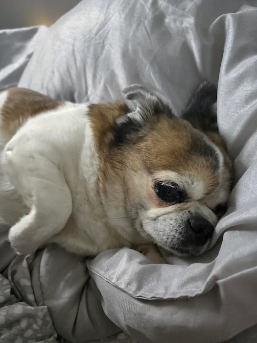 Banfield Pet Hospital Picture 7