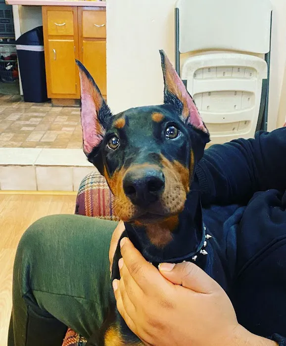 LoveNCare Animal Hospital Picture 5