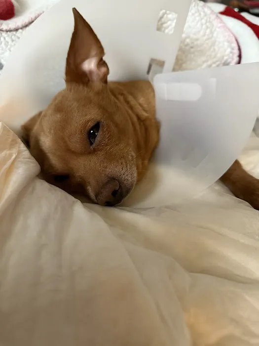 LoveNCare Animal Hospital Picture 6