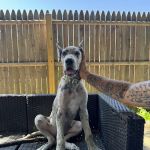 LoveNCare Animal Hospital