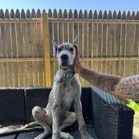 LoveNCare Animal Hospital ico