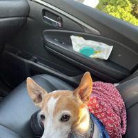 Cold Hollow Veterinary Services ico