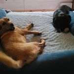 Enosburg Veterinary Care, LLC