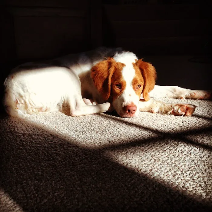 York Animal Hospital Picture 9