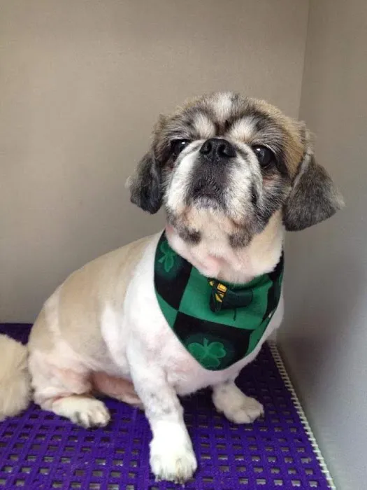 Old Town Animal Hospital Picture 9