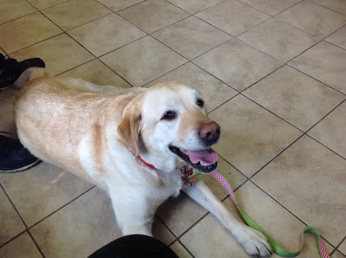 Animal Health Center of Salisbury Picture 10
