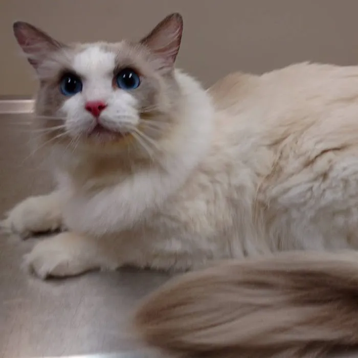 Animal Health Center of Salisbury Picture 6