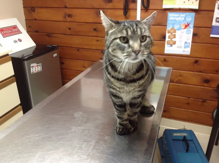 Animal Health Center of Salisbury Picture 9