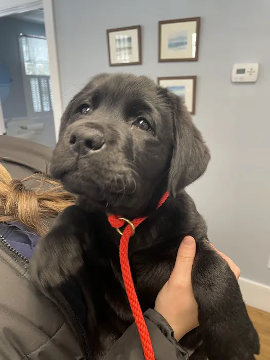 Newburyport Veterinary Clinic Picture 6