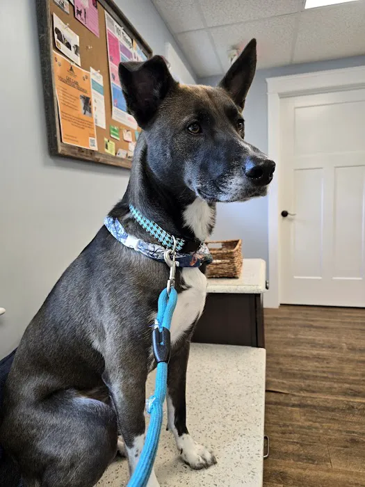 Newburyport Veterinary Clinic Picture 1