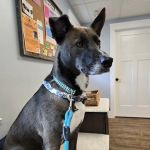 Newburyport Veterinary Clinic