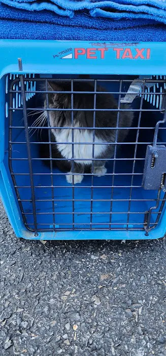 Catmobile Picture 5