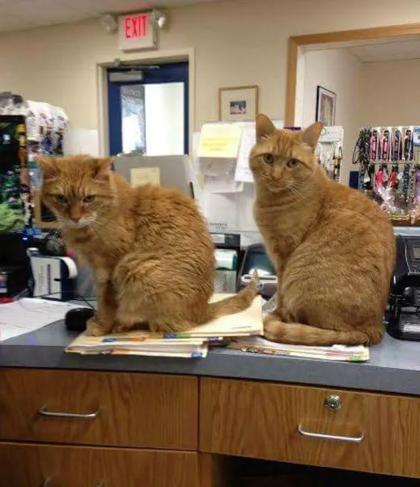 Newbury Animal Hospital Picture 5