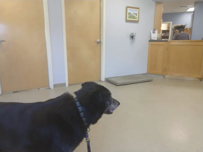 Newbury Animal Hospital Picture 8