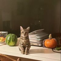 Boxford Animal Hospital ico