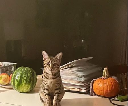 Boxford Animal Hospital