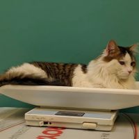 Muddy Creek Animal Care Center ico