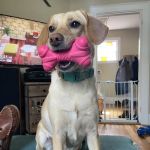 Cape Veterinary Clinic