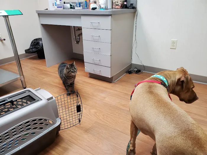 Cape Veterinary Clinic Picture 4