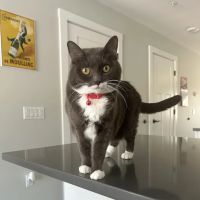 Veterinary and Rehabilitation Center of Cape Elizabeth ico