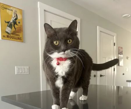Veterinary and Rehabilitation Center of Cape Elizabeth