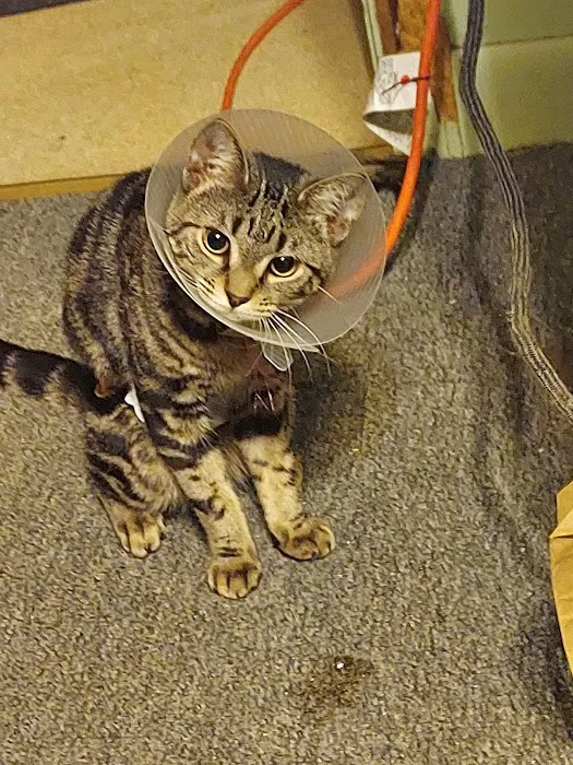 Community Spay-Neuter Clinic Picture 9