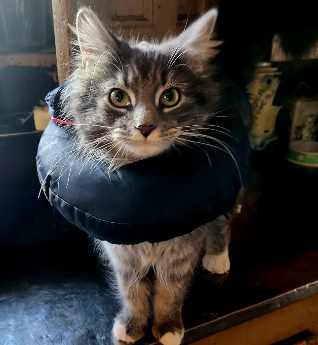 Community Spay-Neuter Clinic Picture 4