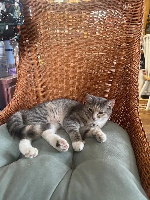 Community Spay-Neuter Clinic Picture 7
