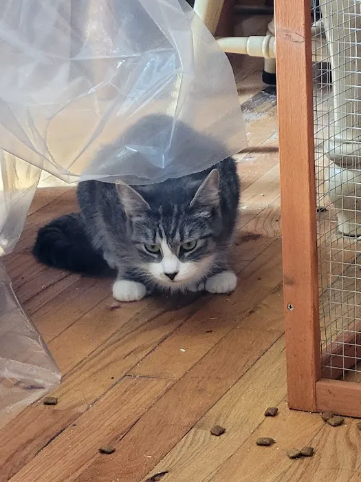 Community Spay-Neuter Clinic Picture 2