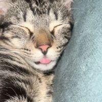 Community Spay-Neuter Clinic ico