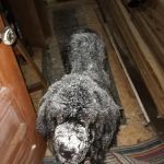Topsham Veterinary Wellness Center