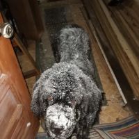 Topsham Veterinary Wellness Center ico