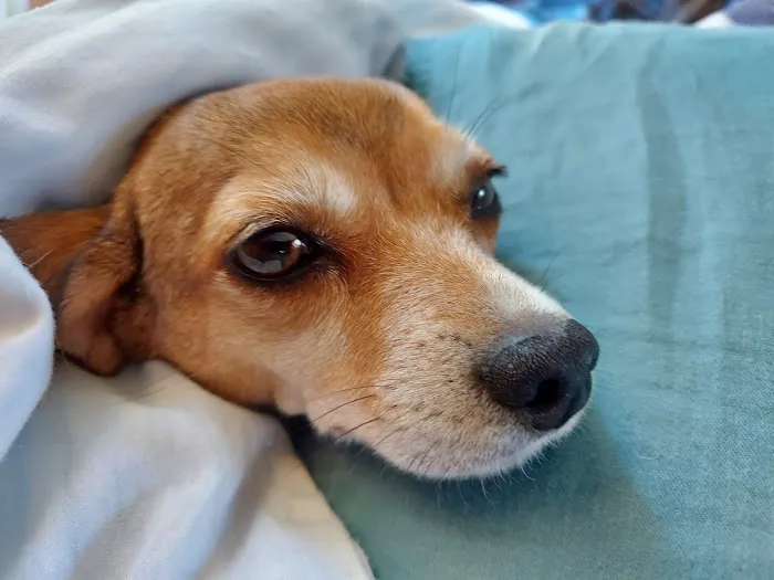 Topsham Veterinary Wellness Center Picture 6