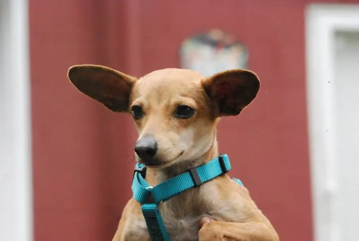 Topsham Veterinary Wellness Center Picture 9