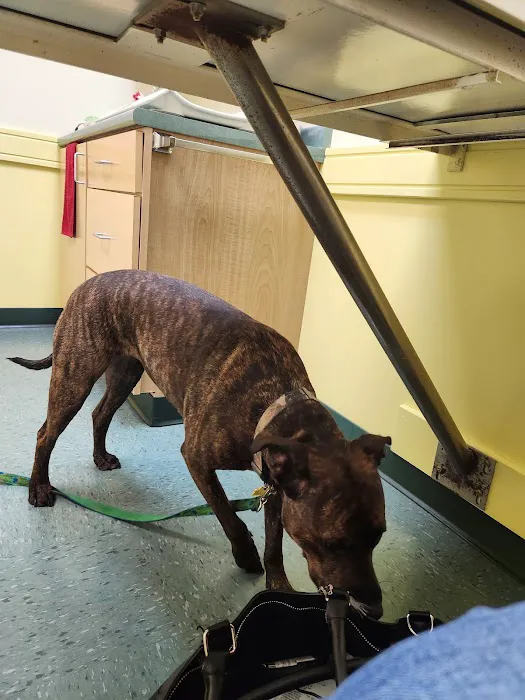 Sunray Animal Clinic Picture 8