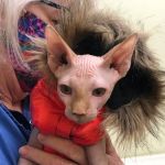 Sunray Animal Clinic