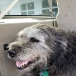 Winthrop Veterinary Hospital: Sheridan Mary DVM