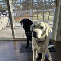 Winthrop Veterinary Hospital ico