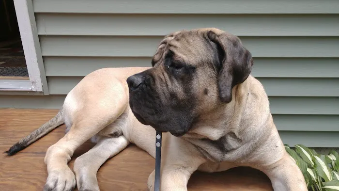 At Home Veterinary Care Picture 2