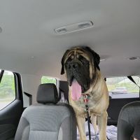 At Home Veterinary Care ico