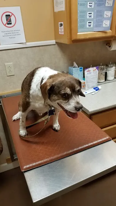 At Home Veterinary Care Picture 5