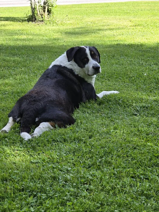 At Home Veterinary Care Picture 9