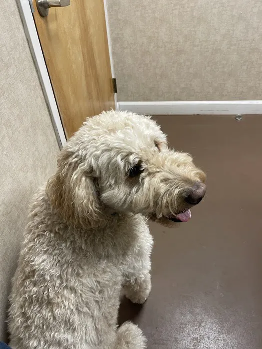At Home Veterinary Care Picture 4