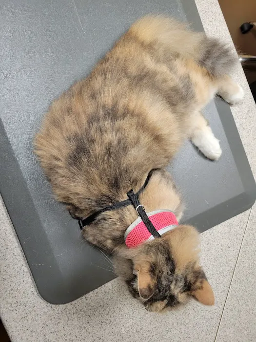 At Home Veterinary Care Picture 7