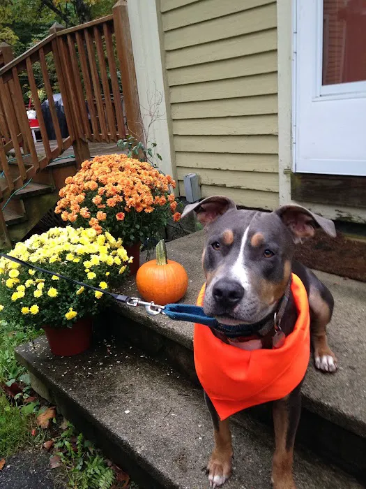 At Home Veterinary Care Picture 6